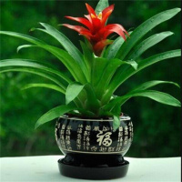鸿运当头【黑福字陶瓷盆】 鸿运当头四季开花盆栽花卉水培植物室内绿植鲜花凤梨