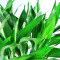 富贵竹 清新绿植观音竹水培植物 大叶富贵竹 70cm左右 [10颗] 不含瓶
