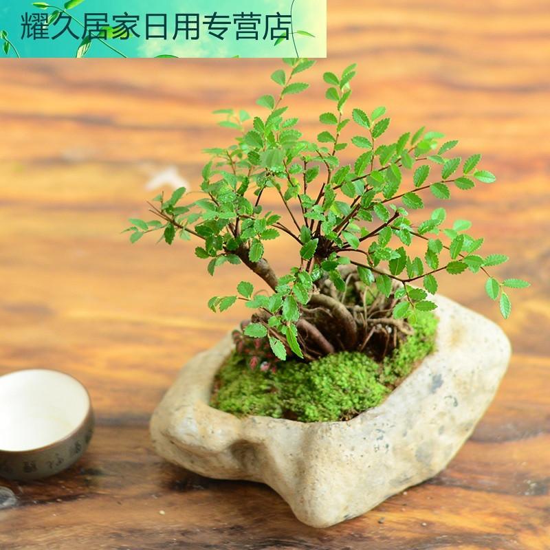 小叶榆树盆景 室内抗辐射植物盆栽 净化空气四季常青植物花卉