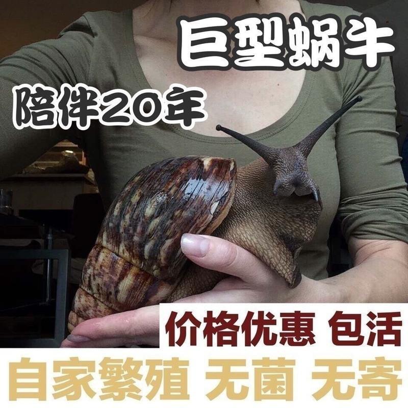 2-4厘米1只送1只备损 仅蜗牛 非洲大蜗牛蜗牛活物巨型蜗牛活蜗牛巨型褐云玛瑙蜗牛懒人饲养宠物