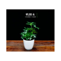 室内观叶植物龙蛋盆系列鸭脚木去甲醛绿植小盆栽