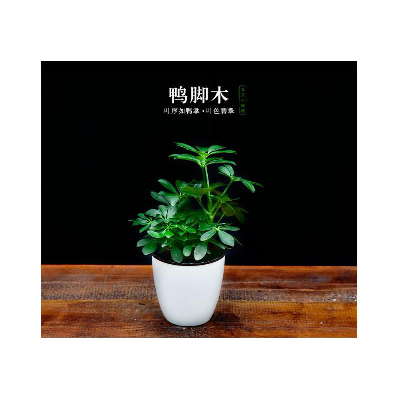室内观叶植物龙蛋盆系列鸭脚木去甲醛绿植小盆栽