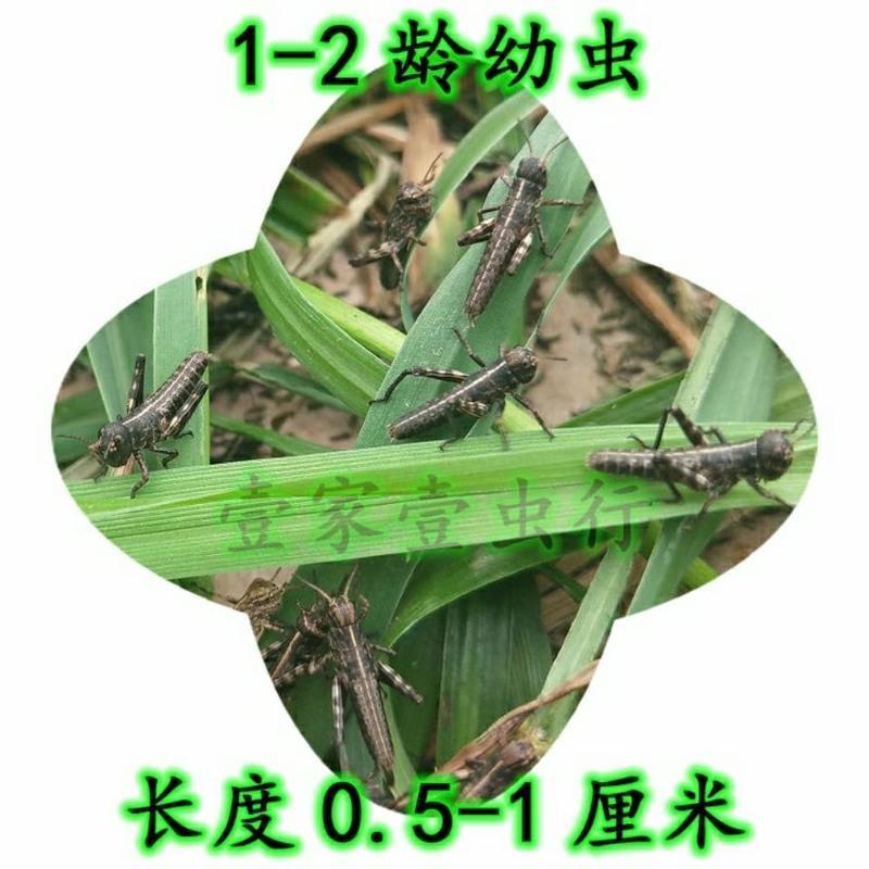 3/5厘米50只试用 蚂蚱活体蝗虫蚱蜢丁蜢画眉鸟爬虫宠物蝎子蜂饲料鸟食虫子食用昆虫