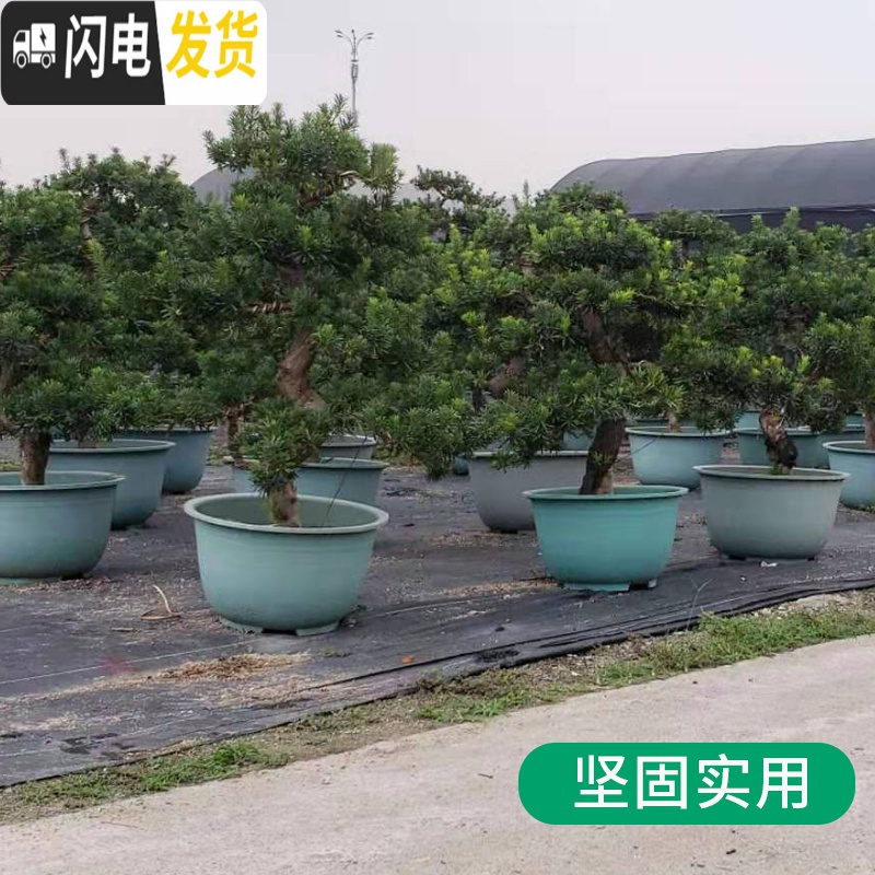 三维工匠塑料花盆特大庭院种植铁树盆景大花盆大码加厚烤漆 580外口径53cm高30cm(一对2个)深绿款 加厚加花盆容器