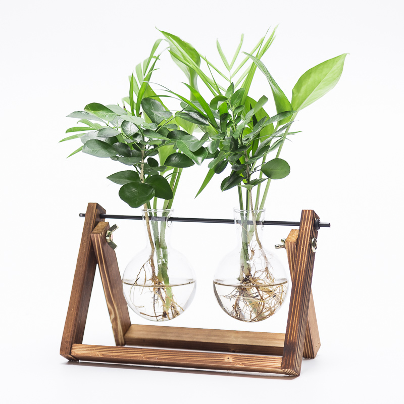 回固创意水培植物绿萝办公室内桌面小清新绿植盆栽花卉玻璃瓶水培摆件