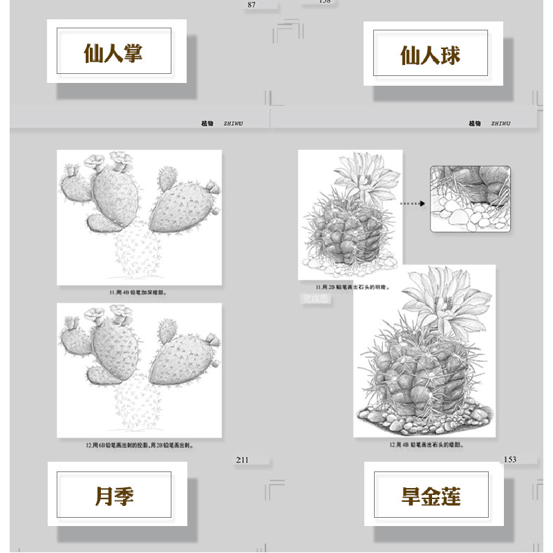 正版新书]素描基础入门--植物七彩绘工作室 绘9787531483205高清大图