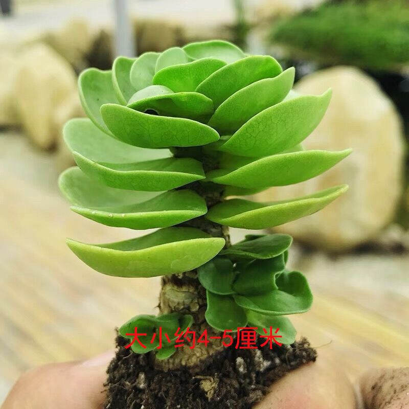金钱木老桩多肉植物室内盆栽客厅绿植花卉除甲醛好养发财树金钱树金钱木小苗 不含盆不包活 报价 参数 图片 视频 怎么样 问答 苏宁易购