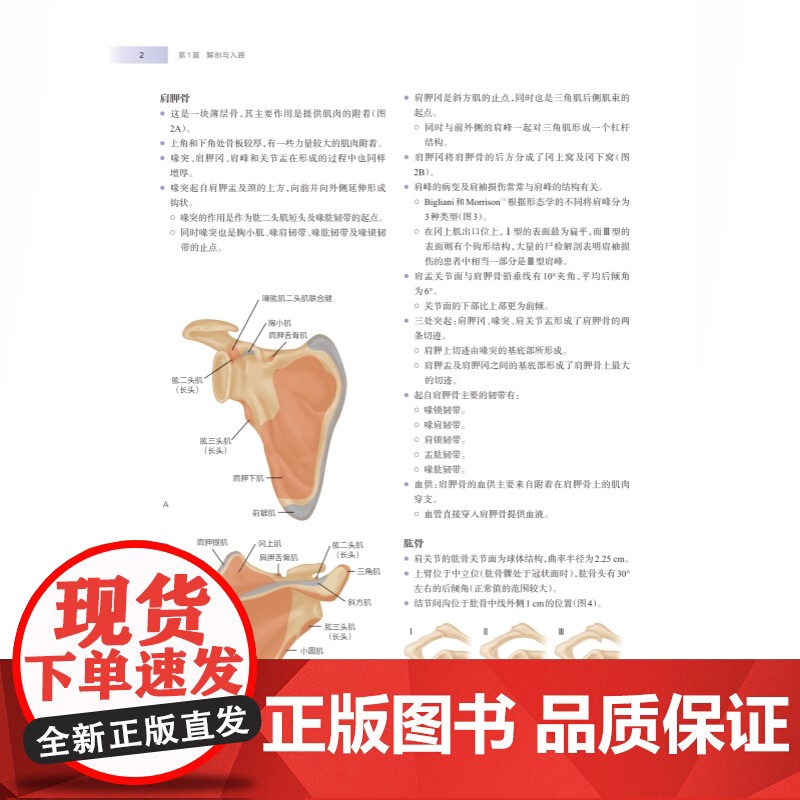 WIESEL骨科手术学·肩肘外科高清大图