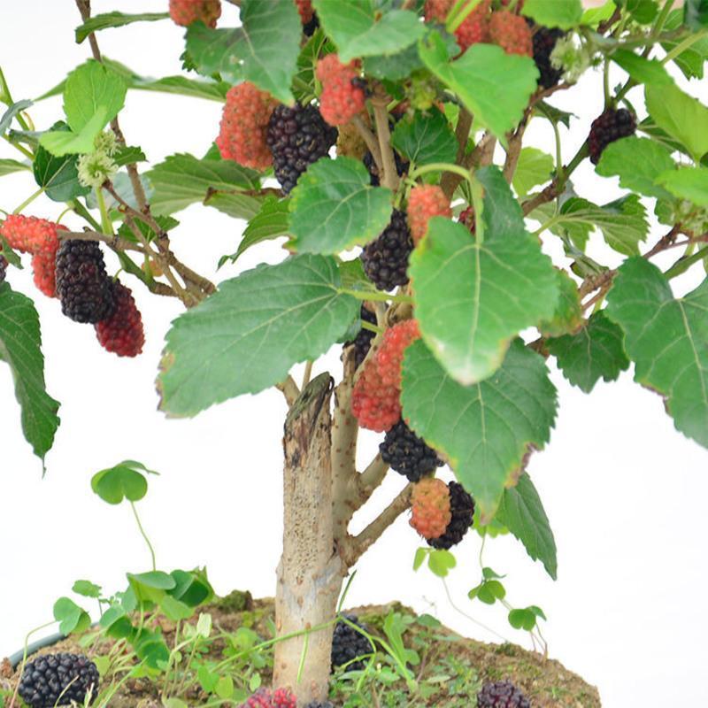 桑葚苗四季盆栽室内桌面桑树苗带果庭院阳台种植果树当年结果桑葚不带