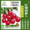 [补贴10%]蔬菜种子四季播种阳台农家盆栽香菜菠菜生菜韭菜小葱草莓籽孑大全