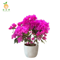 廷豪果 三角梅 50-60cm /根