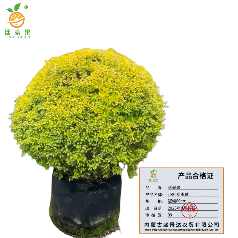 廷豪果 小叶女贞球 冠幅80cm /棵高清大图