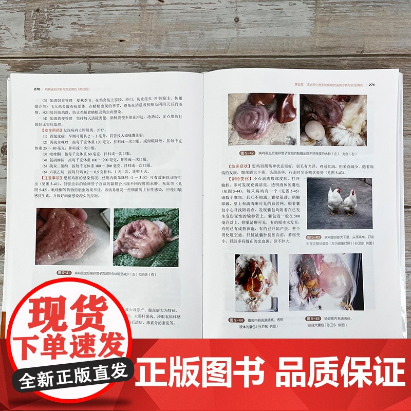 鸡病鉴别诊断与安全用药 附视频 鸡病防治类似疾病鉴别及安全用药综合工具书 鸡病鉴别诊断用药 鸡场兽医 养鸡专业大户应用参高清大图