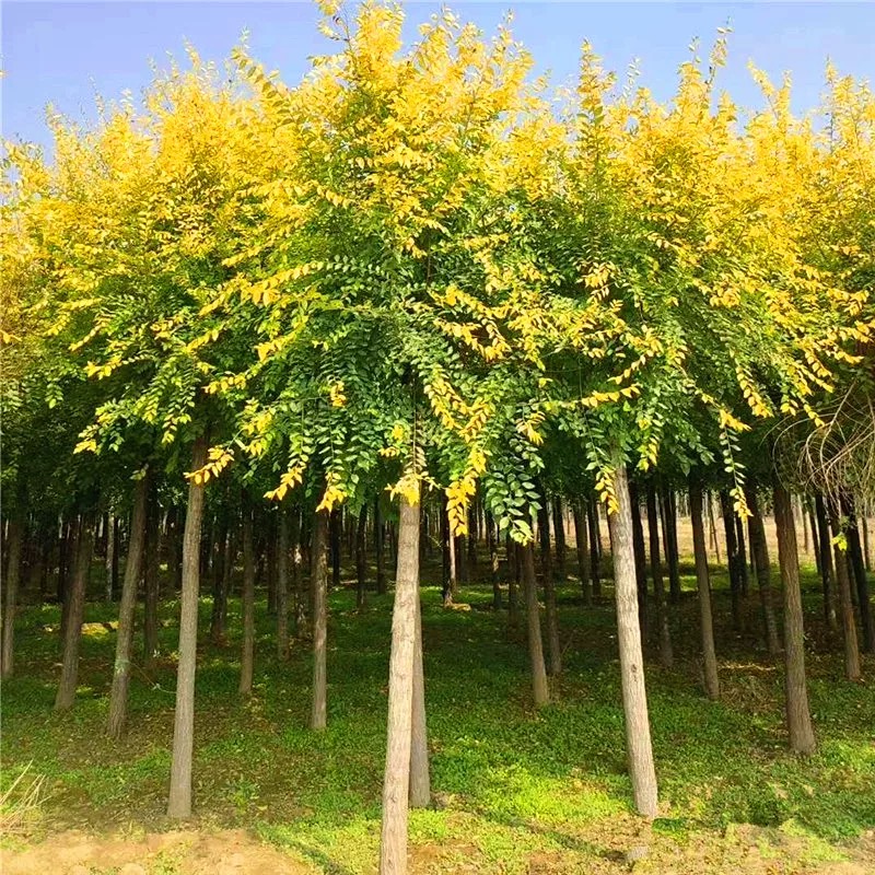 诚智旺 高杆金叶榆 粗3公分/棵高清大图