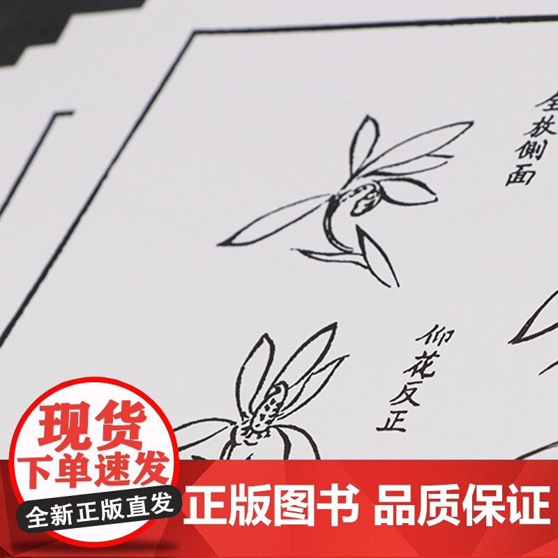 书单册可选]芥子园画谱 精选放大版 梅兰竹菊+山石谱+树谱 原版国画技法经典作品 中国画入门临摹技法芥子园画传正版图书籍
