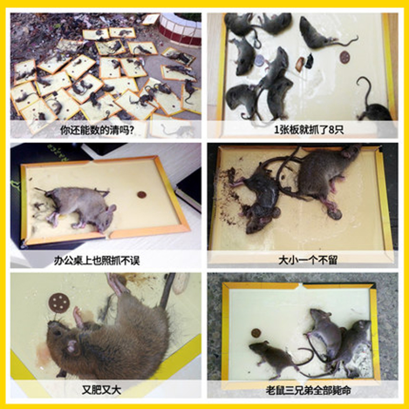 兔之力 强力粘鼠板( 20张/盒)