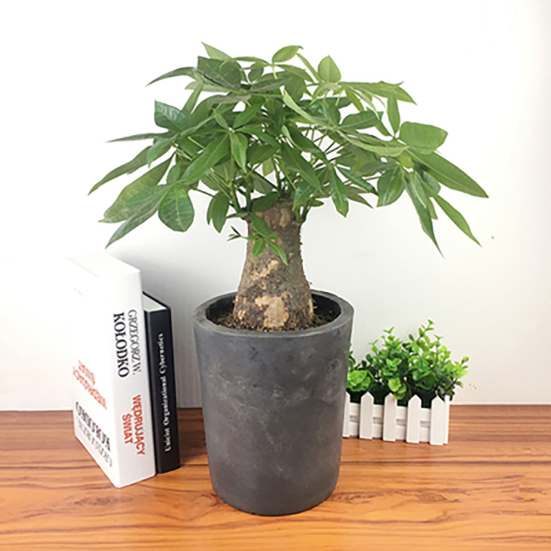 发财树盆栽高80-90CM绿植摆件
