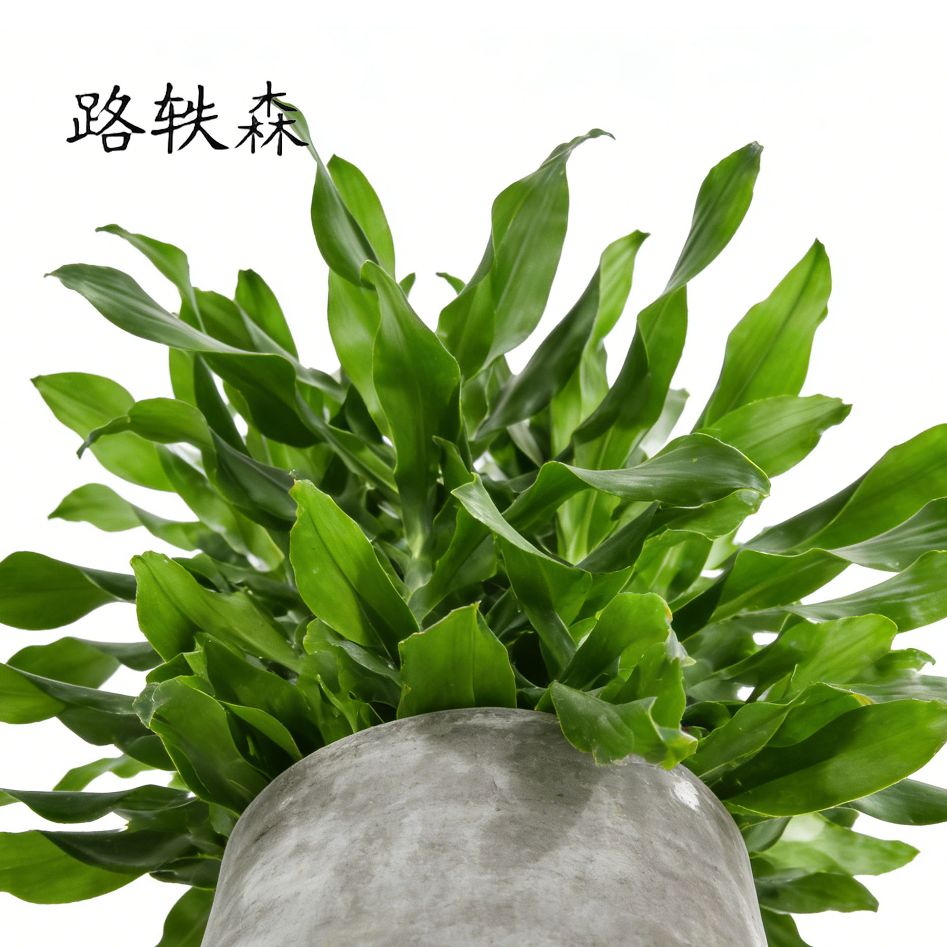 路轶森 精品螺纹铁 60cm 棵高清大图