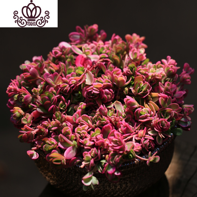 封后多肉植物蜡牡丹大株老桩多头肉肉花卉绿植梦想花园蒂亚紫乐太阳花锦 大株群生多头16cm左右 不含盆图片 高清实拍大图 苏宁易购