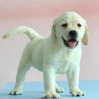 拉布拉多犬 拉布拉多幼犬 拉布拉多犬活体 拉布拉多 狗狗
