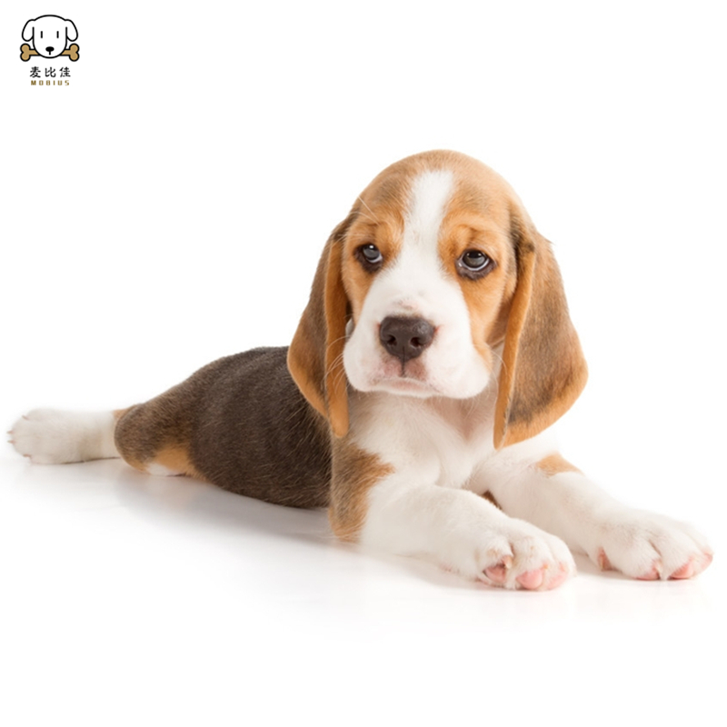 血统级比格短毛米格鲁猎兔犬比格猎狗高智商家养中小型犬视频挑选视频