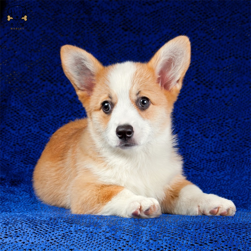 麦比佳纯种柯基犬幼犬 狗狗活体小体柯基狗双血统级宠物狗狗公母视频