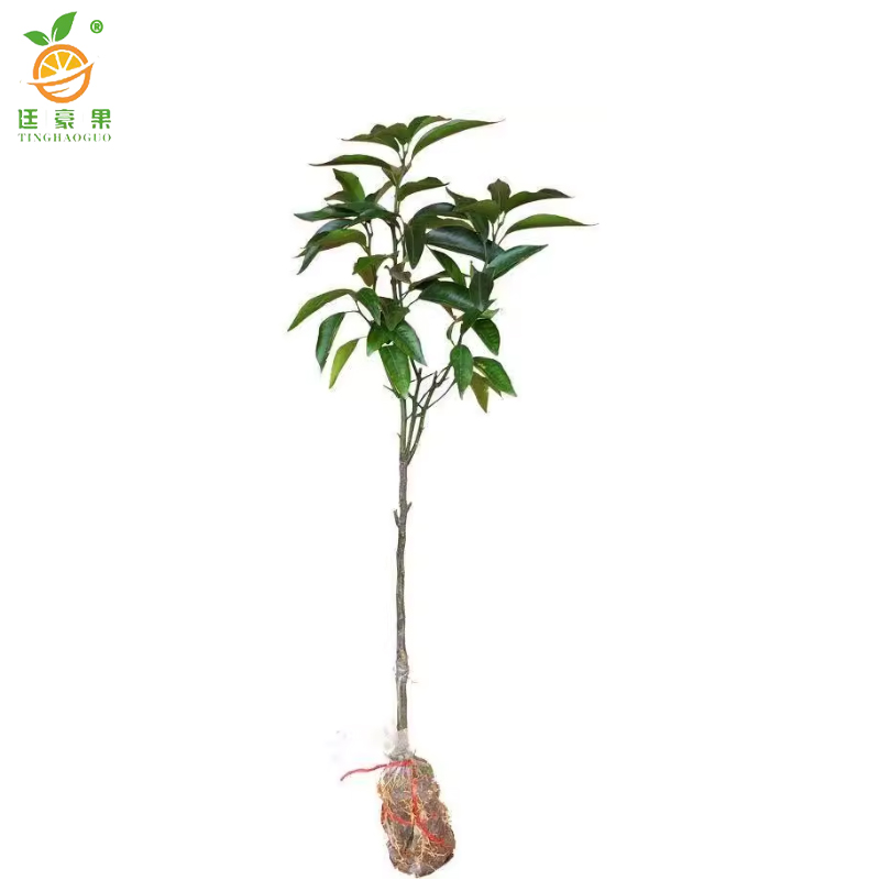 廷豪果 沃柑树 4年苗 /棵高清大图