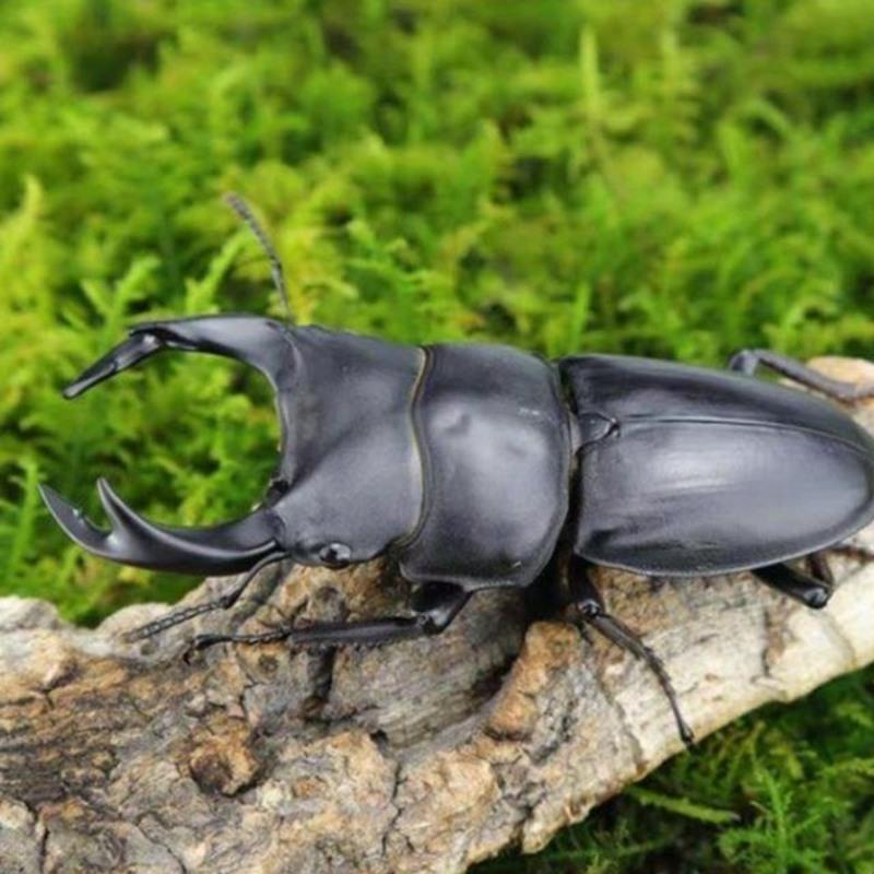 母虫 中国大锹甲成虫活体 甲虫 昆虫 锹形虫 斗虫好养易活宠物非