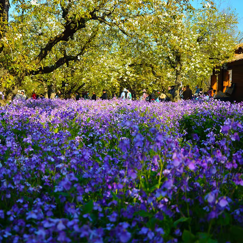 诚智旺 二月兰花籽 500g /袋高清大图