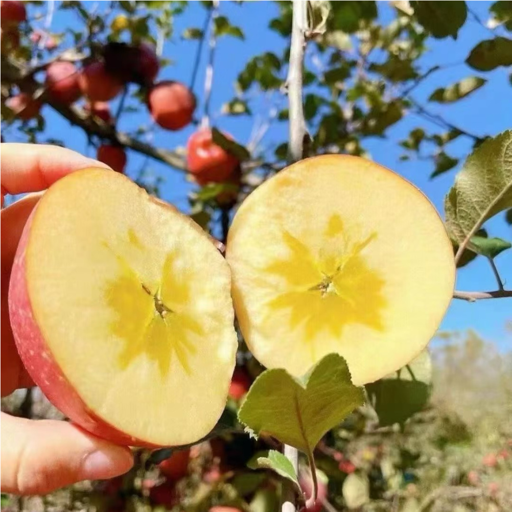 三峡高山果园基地冰糖心苹果8斤大果80-85MM/箱高清大图