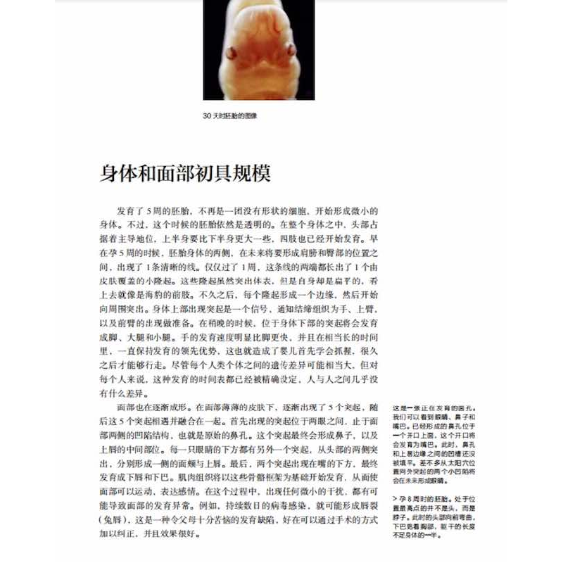 正版新书]孕育——镜头下的40周[瑞典]伦纳特·尼尔森97871101049高清大图
