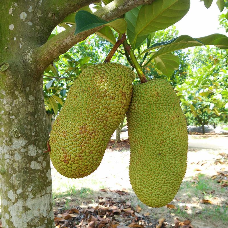 [苏鲜生]海南榴莲蜜6-7斤 应季热带新鲜水果手撕软糯香甜湿苞高清大图
