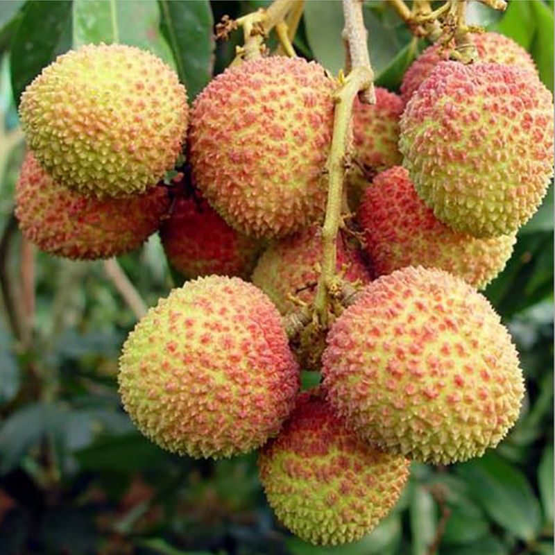 5斤)新鲜水果 生鲜水果 国产水果 陈小四水果妃子笑荔枝