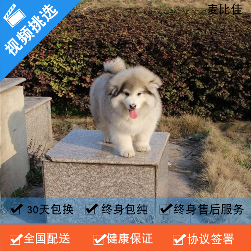 麦比佳 纯种巨型阿拉斯加幼犬活体宠物 熊版十字脸阿拉斯加雪橇犬 双血统烟灰色桃脸阿拉斯加幼崽 巨大型雪橇犬阿拉斯加犬52高清大图
