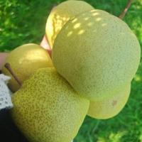 [西沛生鲜]新鲜云南雪花梨 9斤 大果 单果200g+ 应当季整箱翠冠梨香酥雪梨青皮皇冠