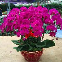 绿植蝴蝶兰苗盆栽四季花苗办公室内客厅桌面绿植花卉当年开花紫蝴蝶不含盆