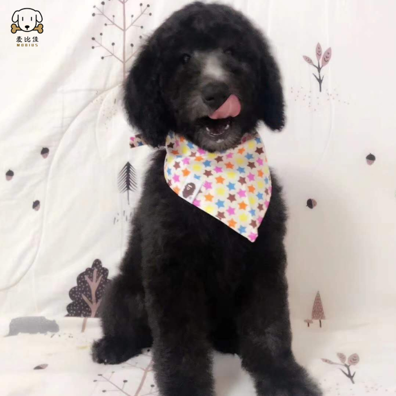 巨型贵宾犬幼犬狗狗活体 巨贵幼犬 纯种血统巨大型泰迪贵宾宠物狗 卷毛贵宾大型泰迪狗 健康保障视频挑选高清大图