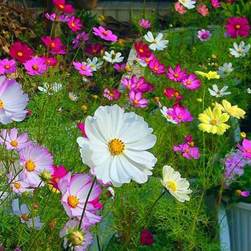 华野矮杆混色波斯菊种子30kg袋