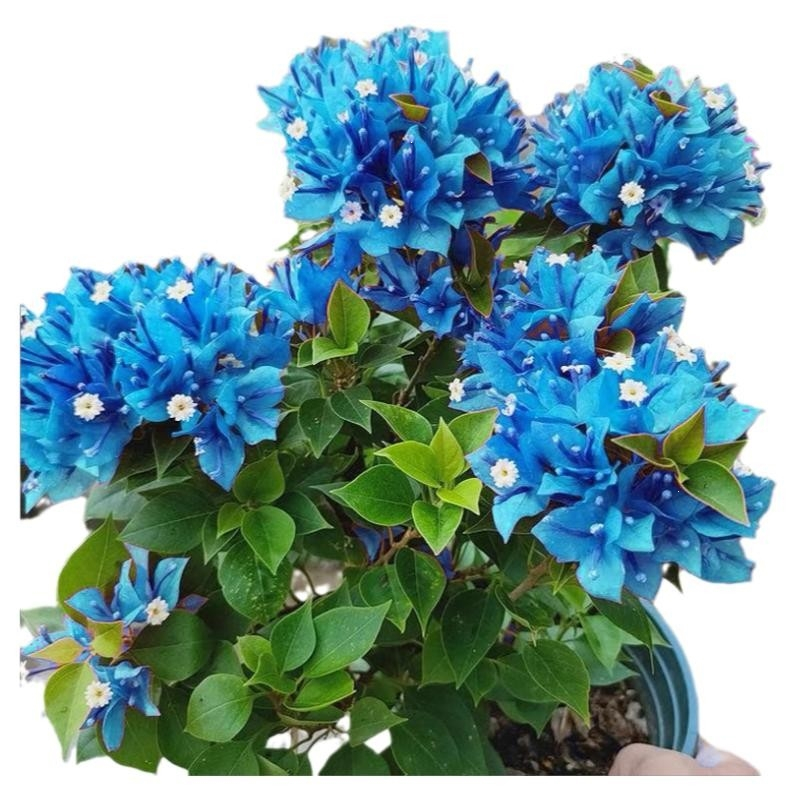 回固重瓣三角梅新品种盆栽带花树苗庭院阳台老桩四季不断好养室内养活