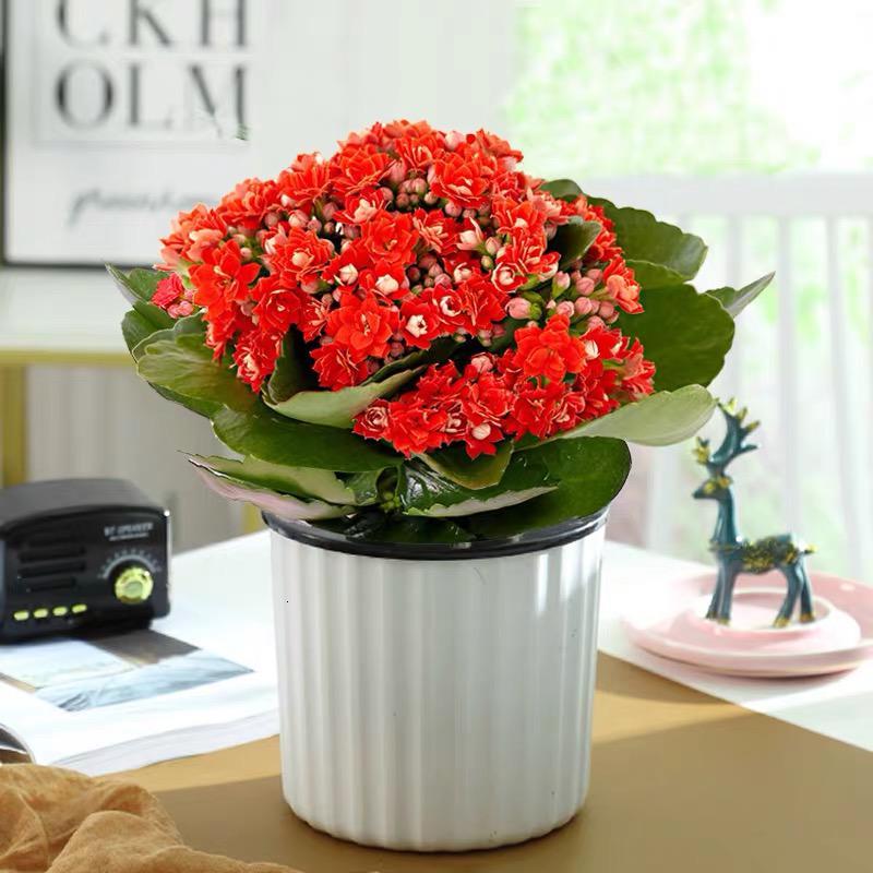 植物室内四季开花不断带花苞重瓣大盆好养绿植红色长寿花竖纹懒人盆含
