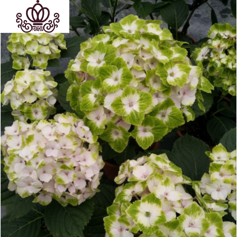 魔幻贵族[十五年老桩] 不含盆