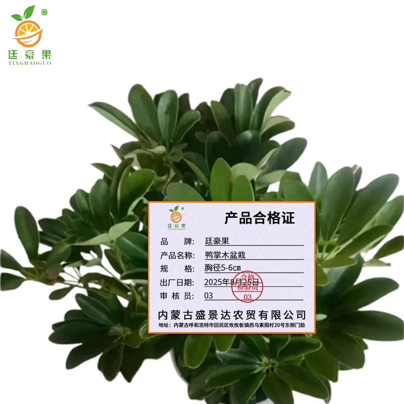 廷豪果 鸭掌木盆栽 胸径5-6cm /棵高清大图