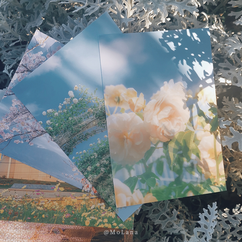 [正版]四季予你 摄影师@MoLana 28张摄影作品 大自然中四季变换春夏秋冬出类艺术明信片创意唯美自然风景文艺小清高清大图