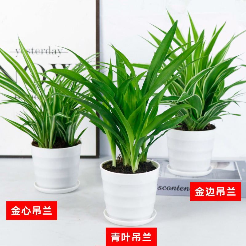 花卉绿萝发财树弹痕吊兰植物盆栽去甲醛绿植水培植盆栽