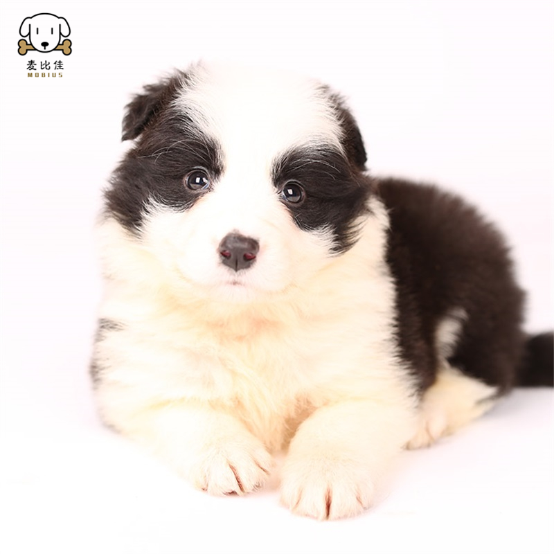 麦比佳 边牧幼犬 纯种变边境牧羊犬狗狗活体 双血统级高品质边境宠物狗三通七白大围脖黑白边牧犬赛级高智商牧羊犬高清大图
