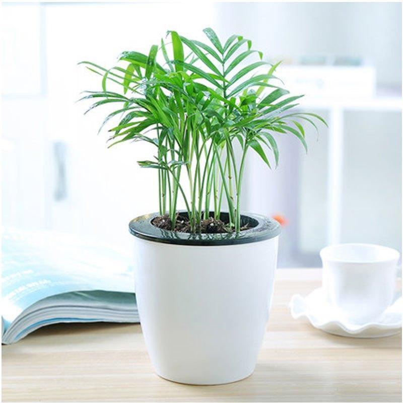 （带盆栽好）幸福树花卉绿植盆栽荷花竹虎皮兰室内办公室水培植物兰常青藤多功能时尚创意生活日用园艺用品花卉观叶植物