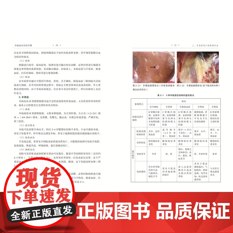 [店]羊病诊治实用手册 农业养殖高清大图