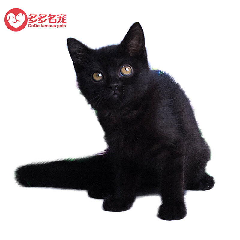 多多名宠猫咪孟买猫幼崽孟买小黑豹孟买猫纯黑色幼猫猫咪黑色 价格图片品牌报价 苏宁易购多多名宠旗舰店