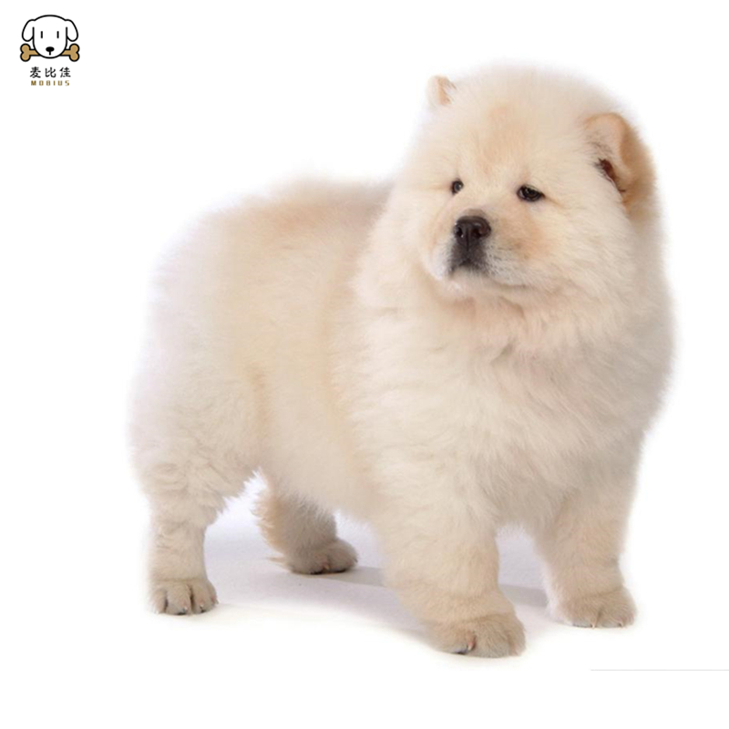 麦比佳松狮犬幼犬松狮狗狗活体纯种双血统大骨架大肉嘴松狮狗赛级面包嘴中大型家庭犬米白色黄色黑色 视频挑选高清大图