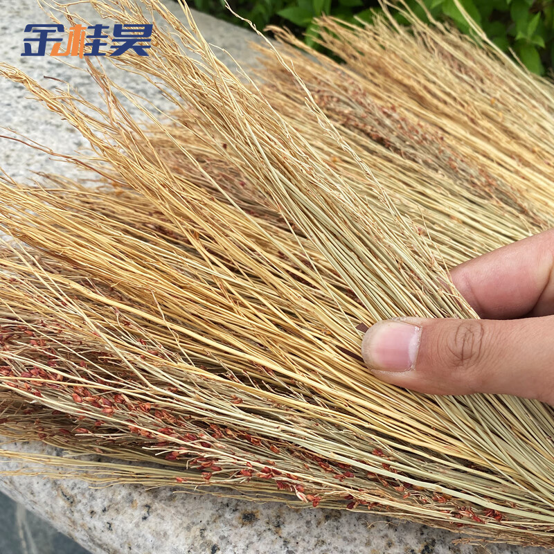 金桂昊 扫把 白净苗50cm 把高清大图